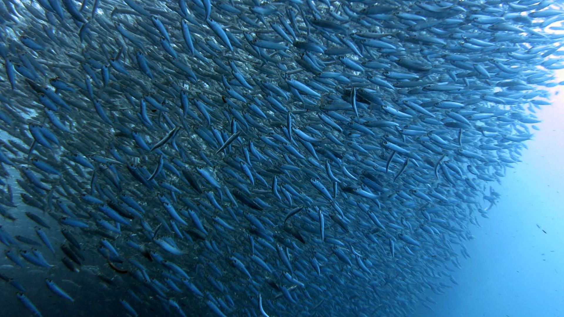 File:2014 11 Moalboal 21 sardine run (16024303526).jpg