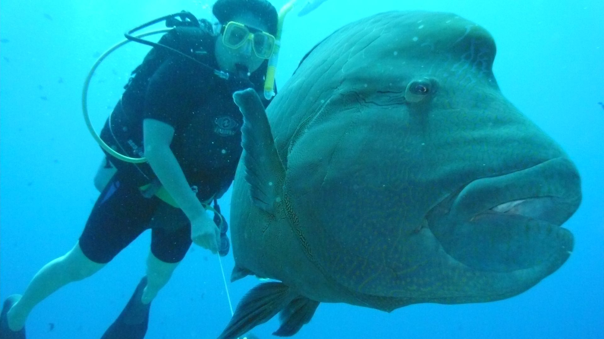 File:Napoleon fish, Blue Corner, Palau.jpg