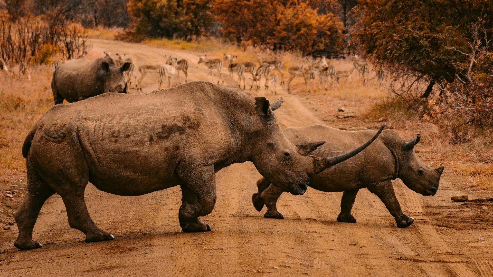 three rhinos walking on farm road