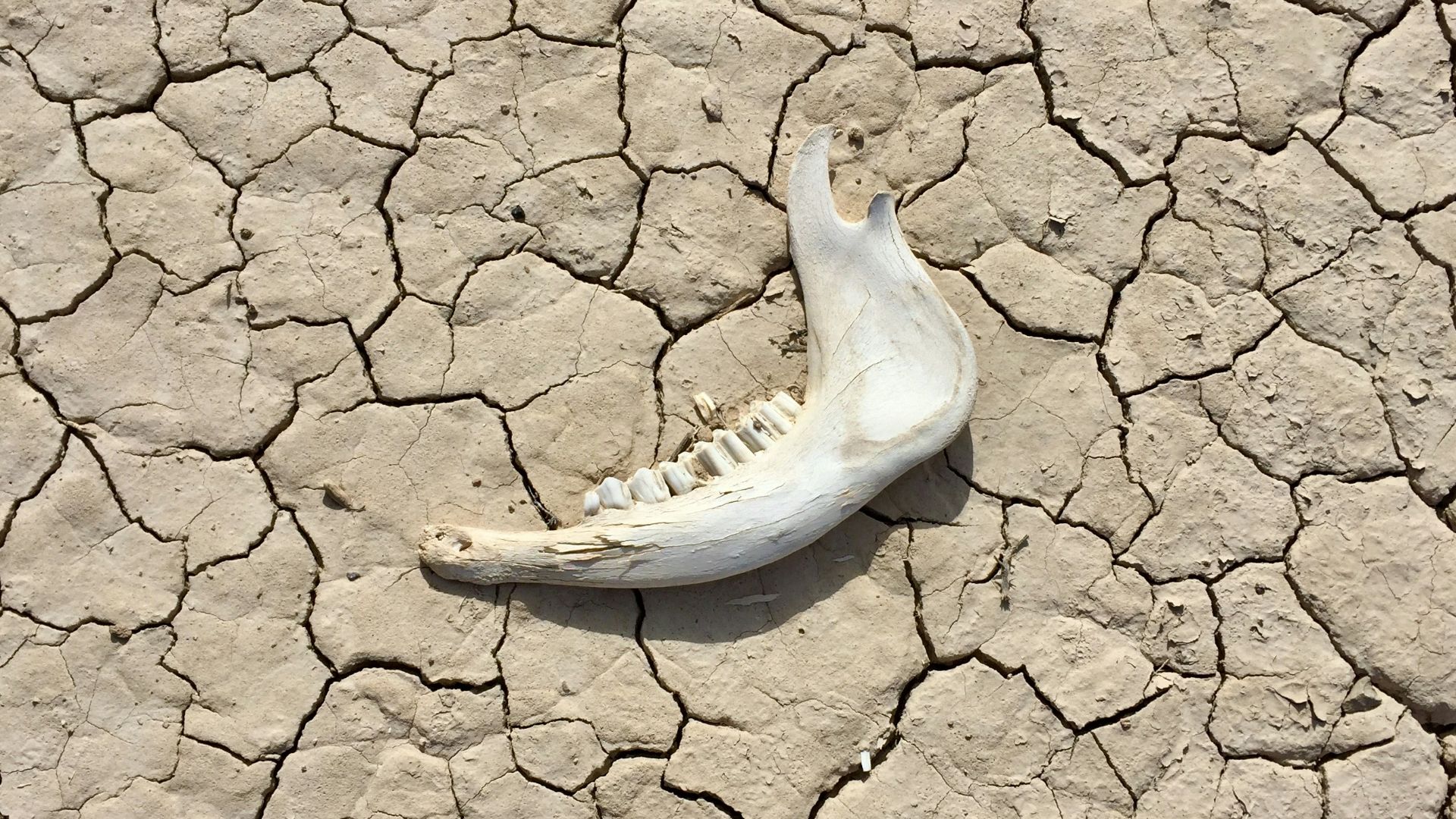 a dead bird on the ground in the desert
