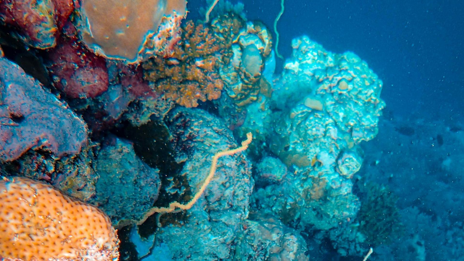 a sea creature in the water