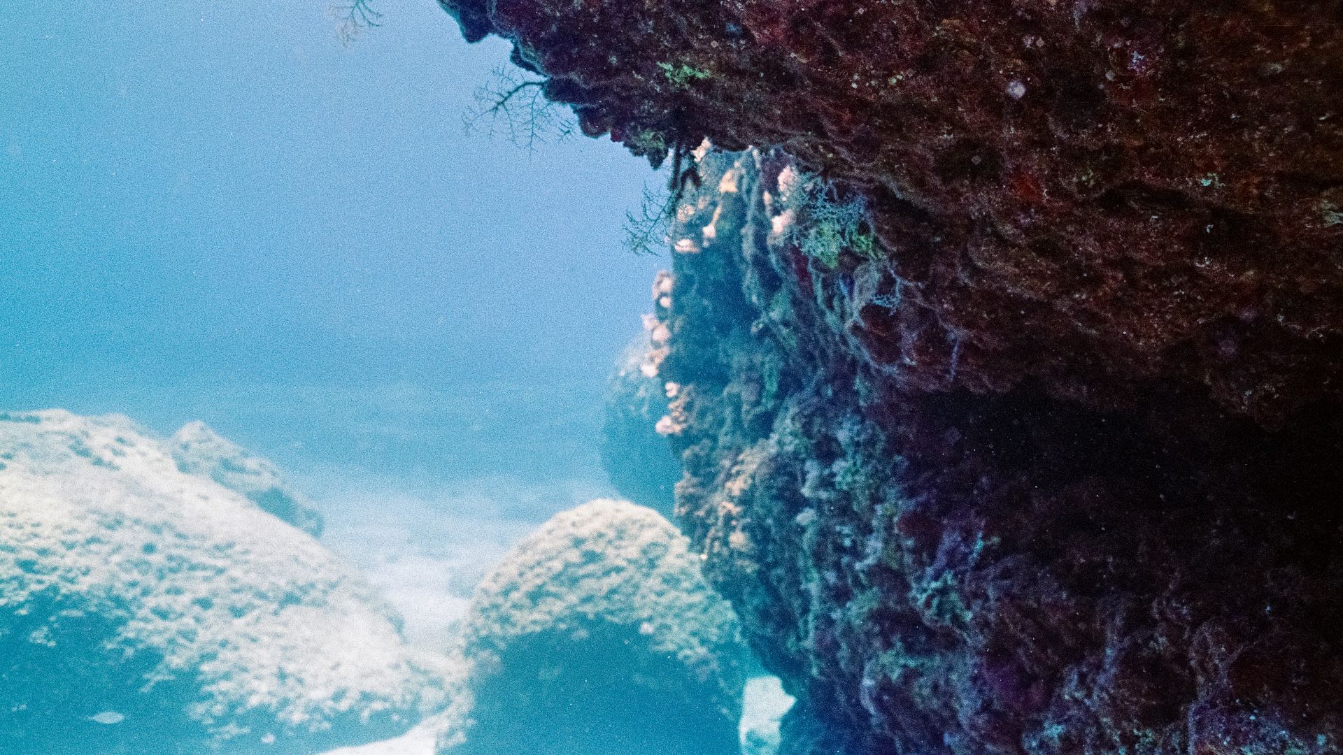 An underwater view of rocks and seaweed on the ocean floor