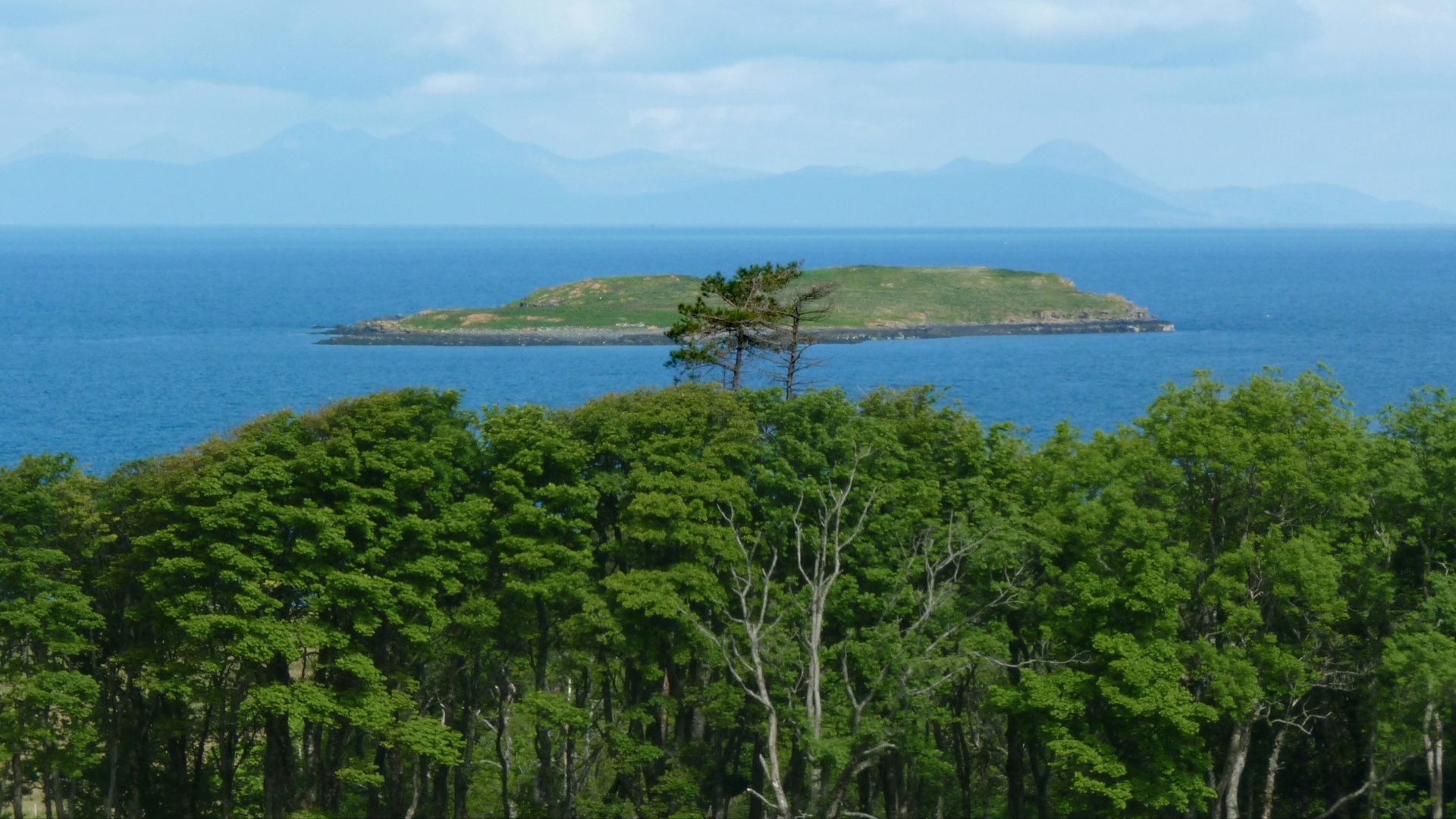 a group of trees next to a body of water