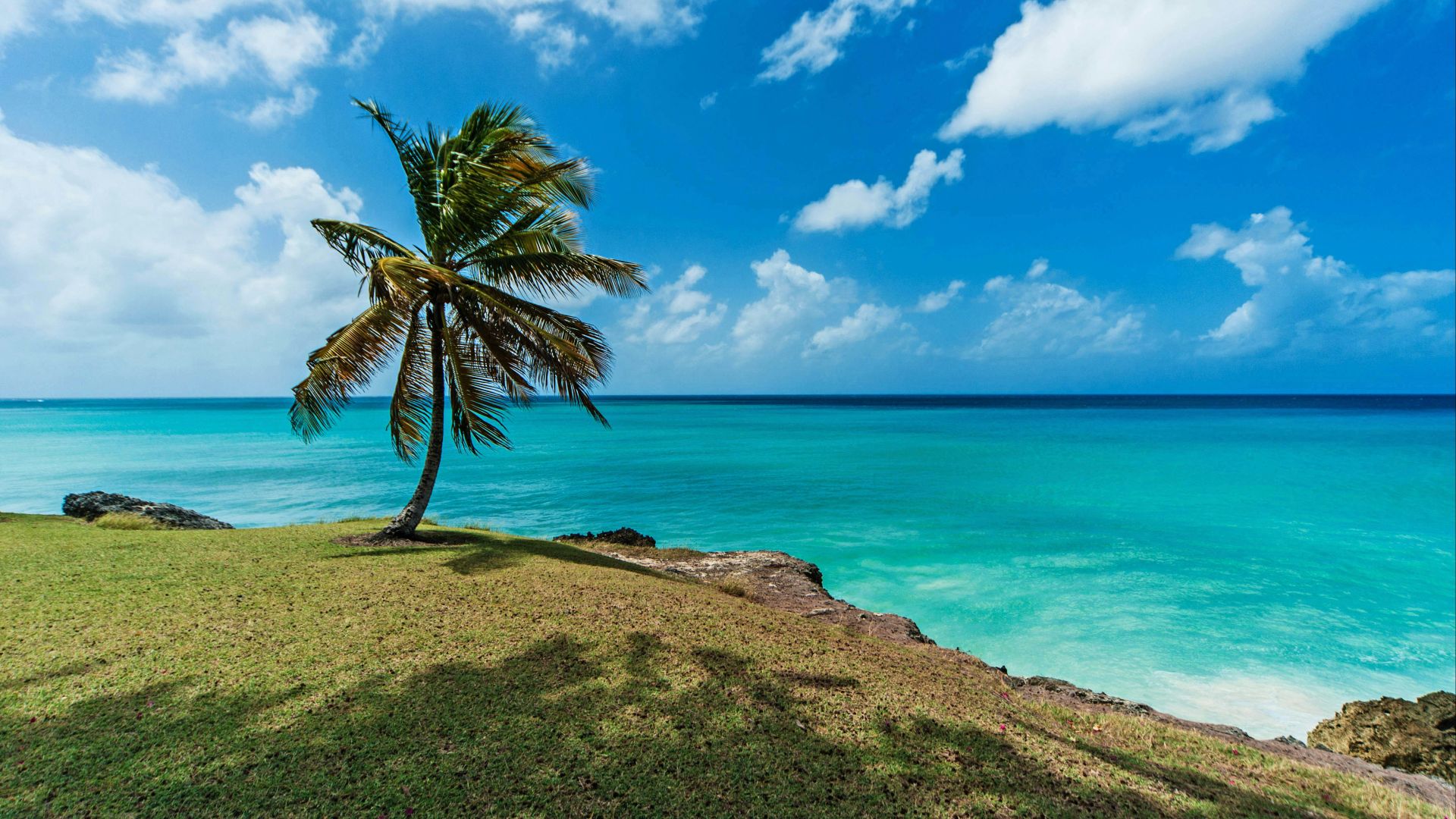 a palm tree on a hill overlooking the ocean
