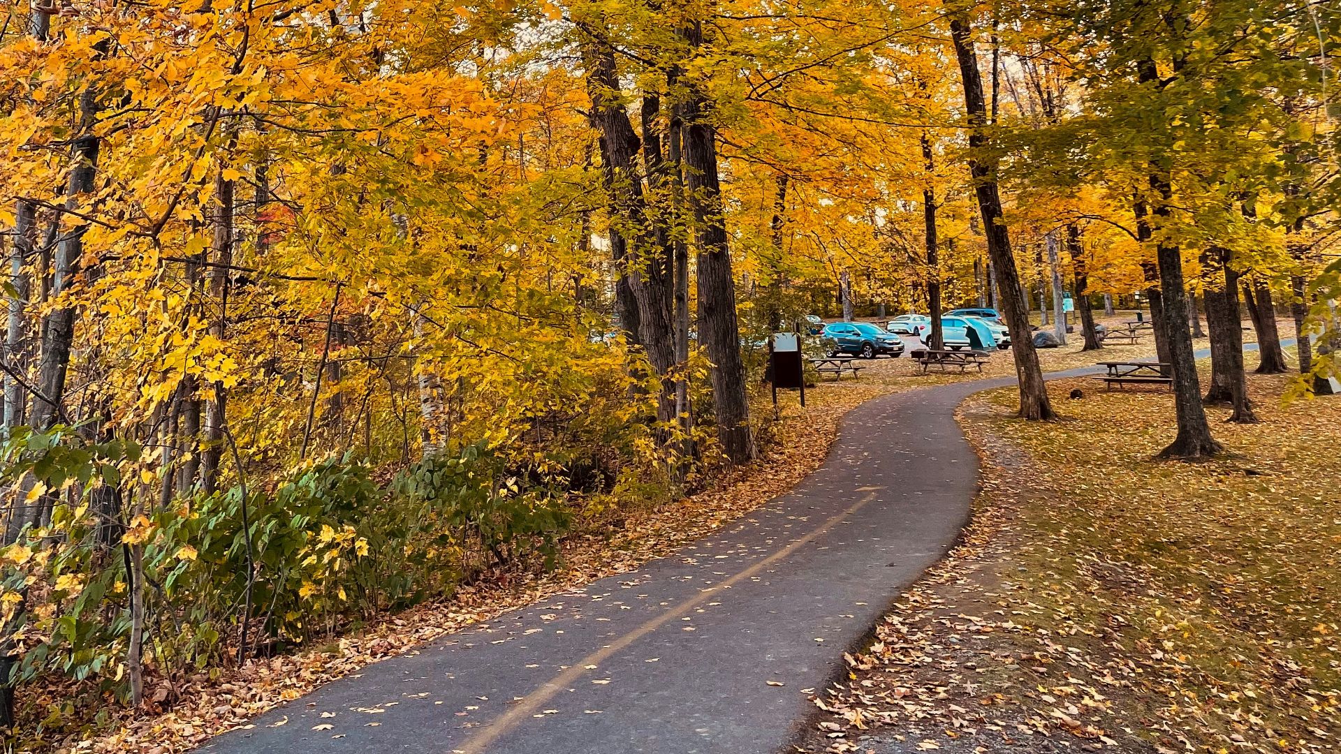 a road surrounded by trees with yellow and orange leaves
