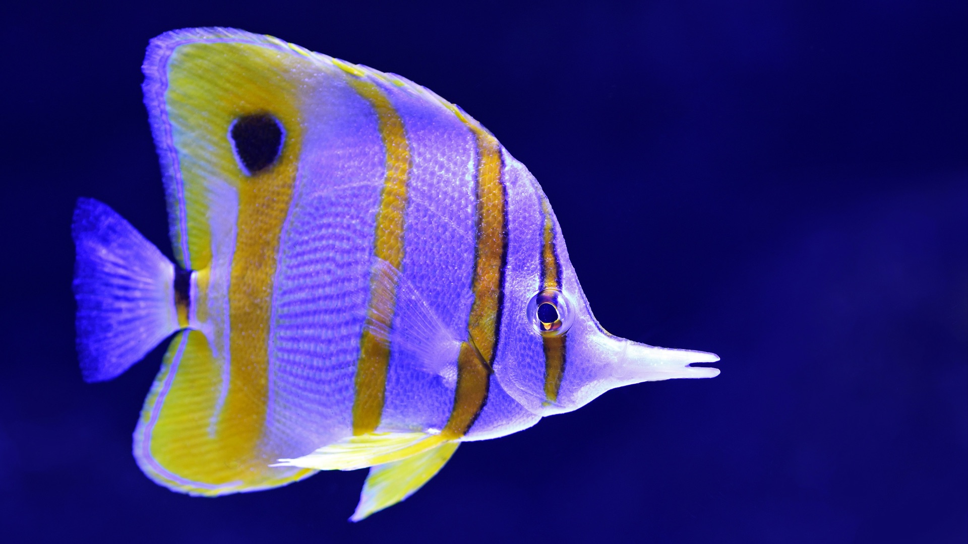 gray and yellow fish