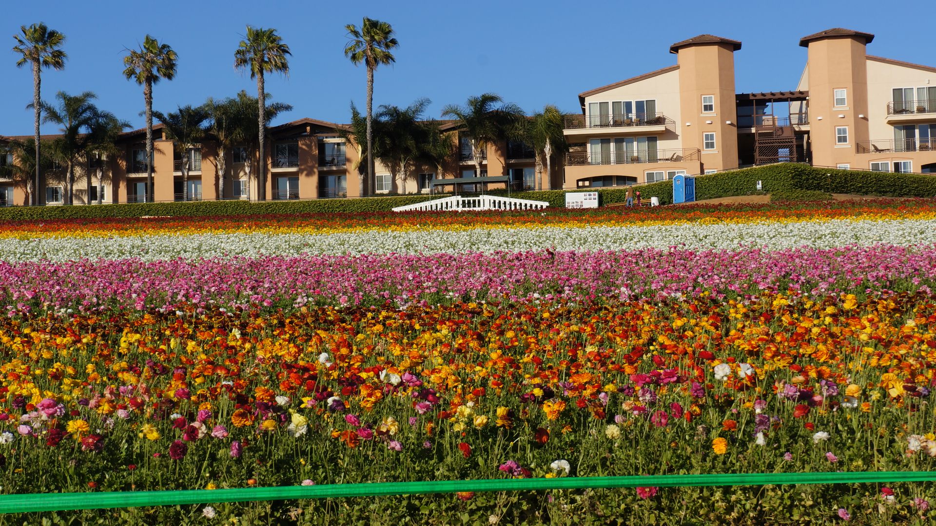 File:The Flower Fields at Carlsbad Ranch 1 2016-05-13.jpg
