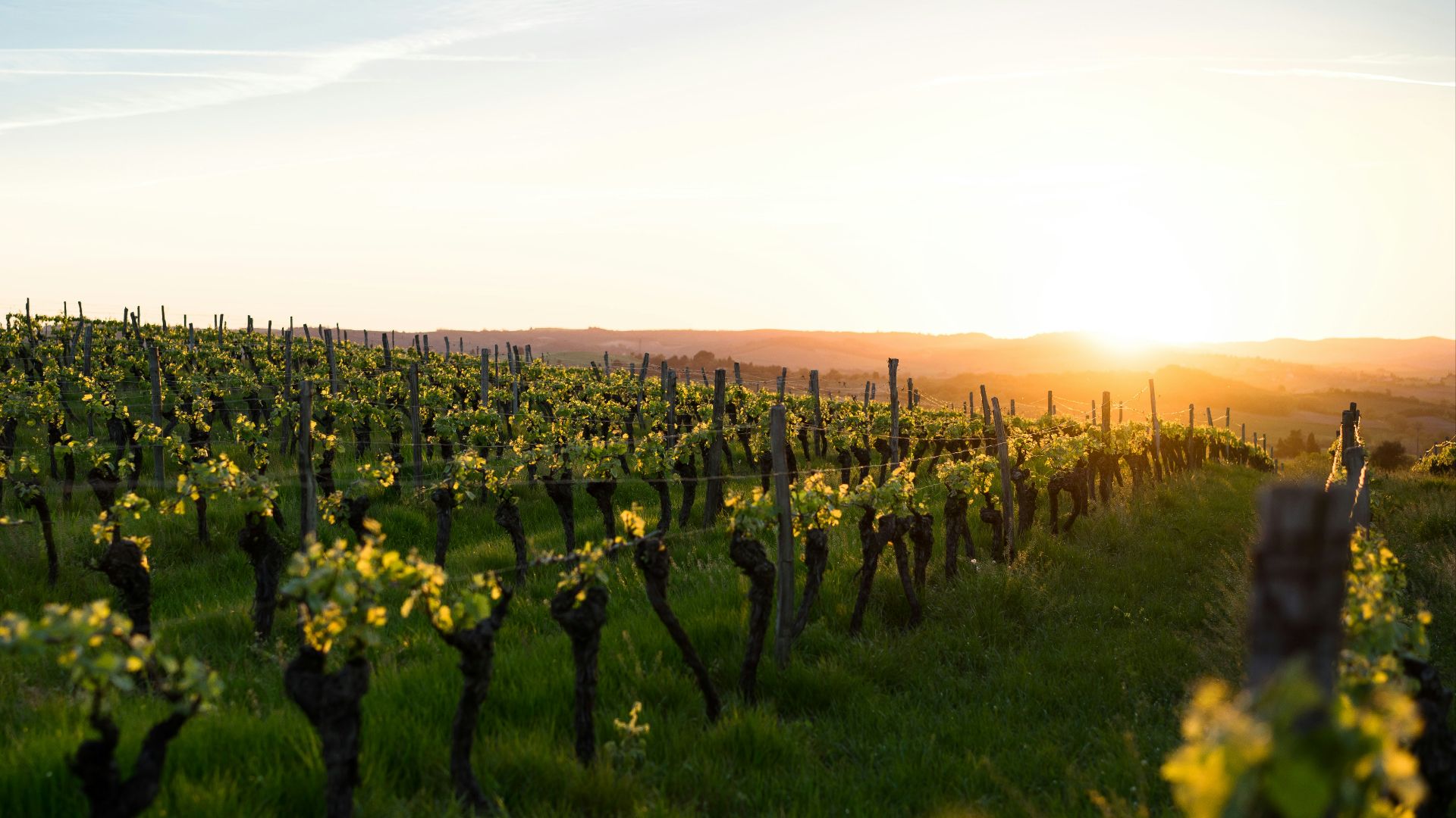 green grass field during golden hour