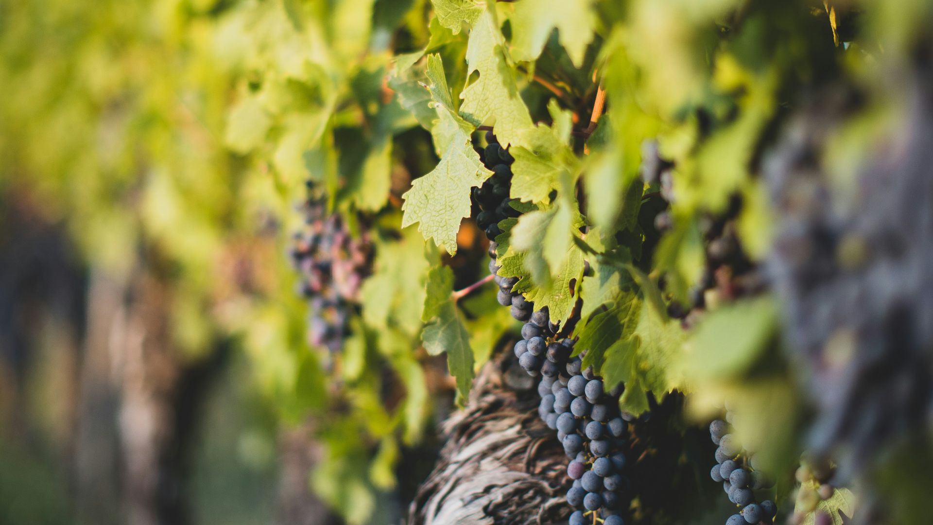 selective focus photography of grape fruits