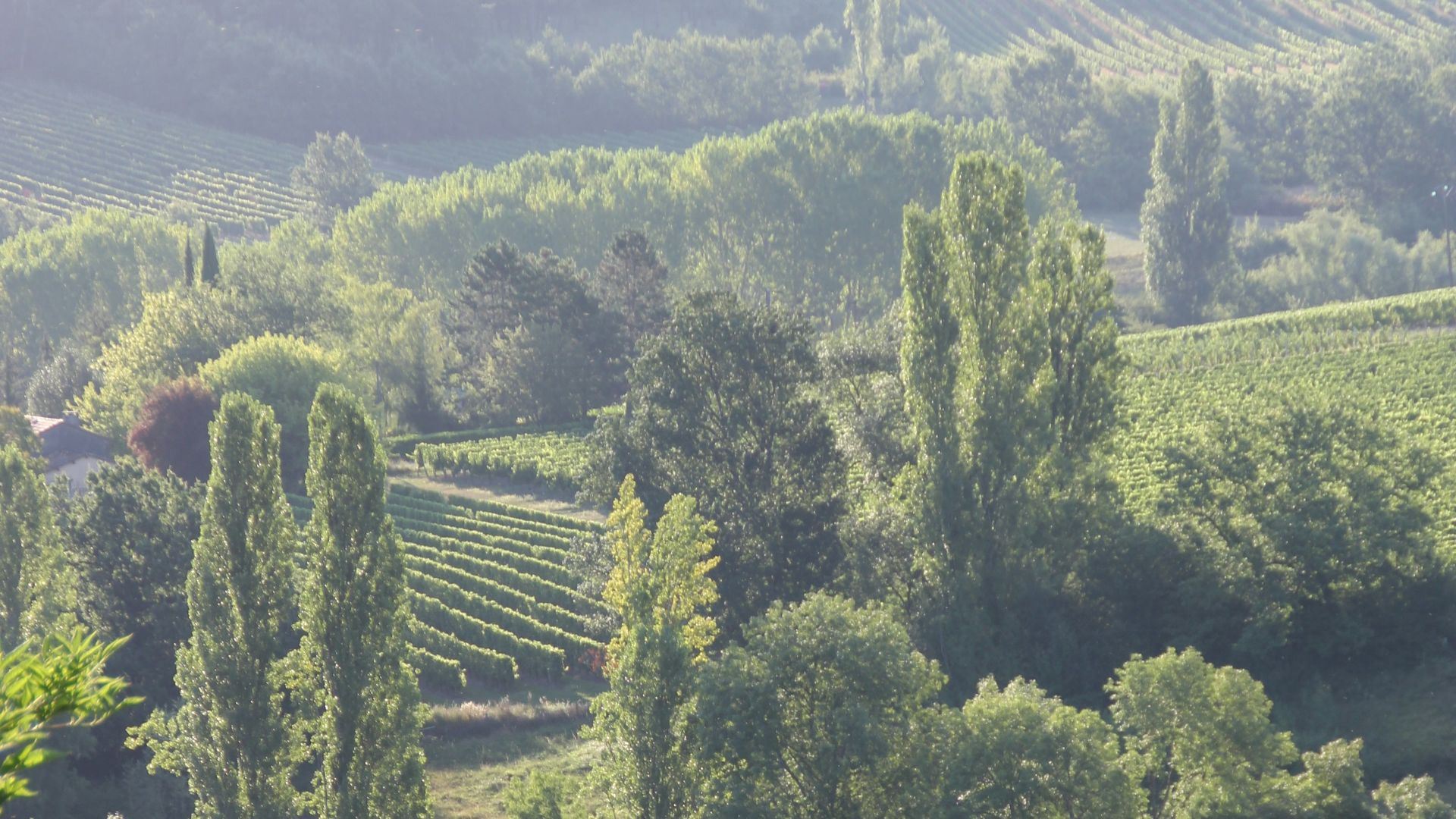Lush green vineyard landscape with rolling hills.