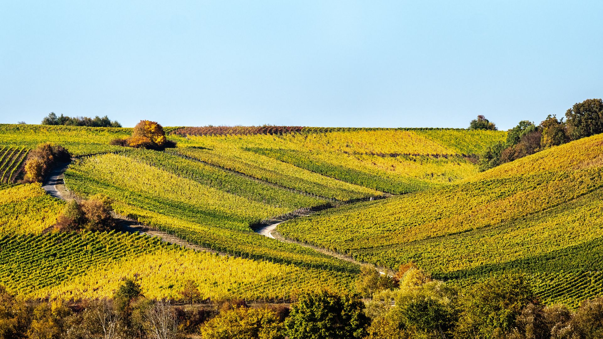 File:Mainschleife Weinberge Herbst 140502-Pano.jpg