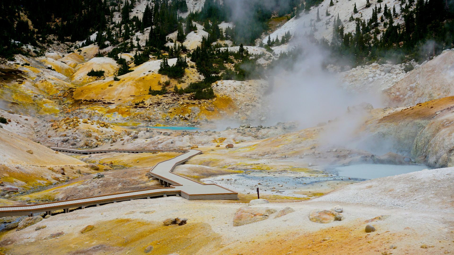 green trees on brown field during daytime