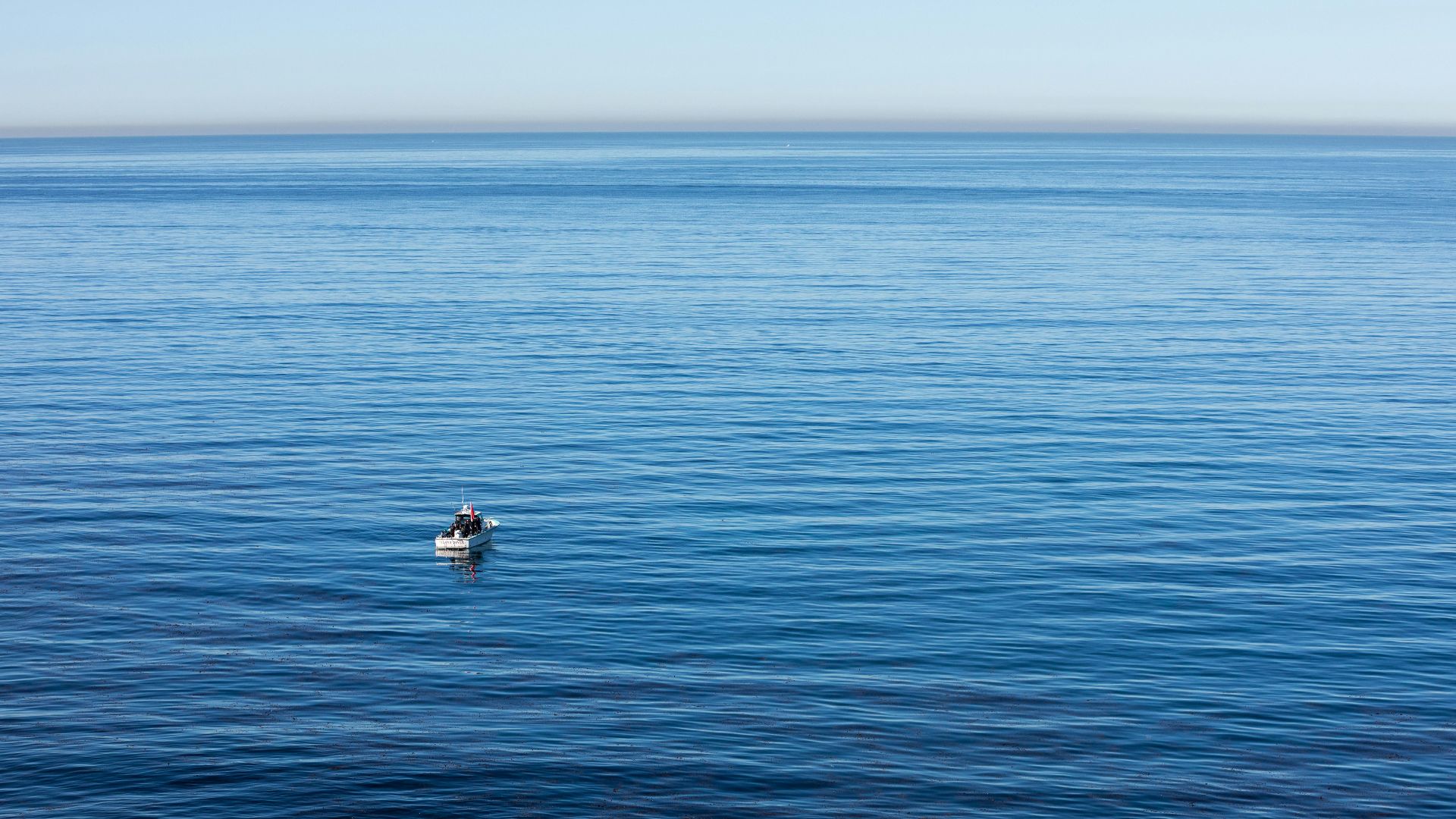 a lone seagull floating in the middle of the ocean