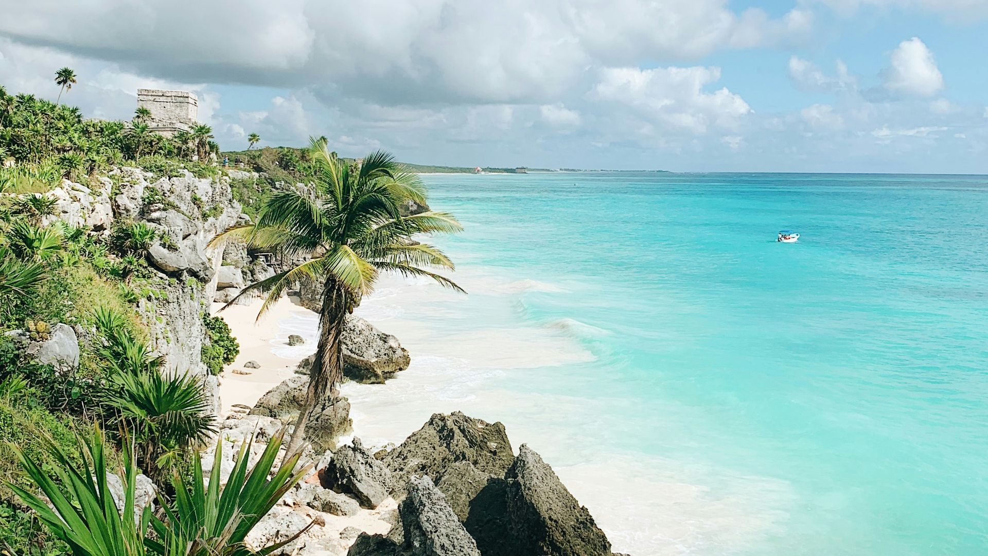 green palm tree near body of water during daytime