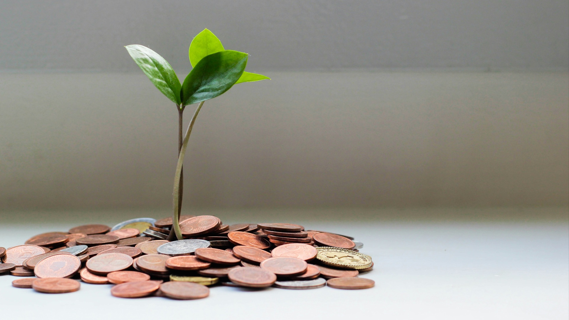 green plant on brown round coins