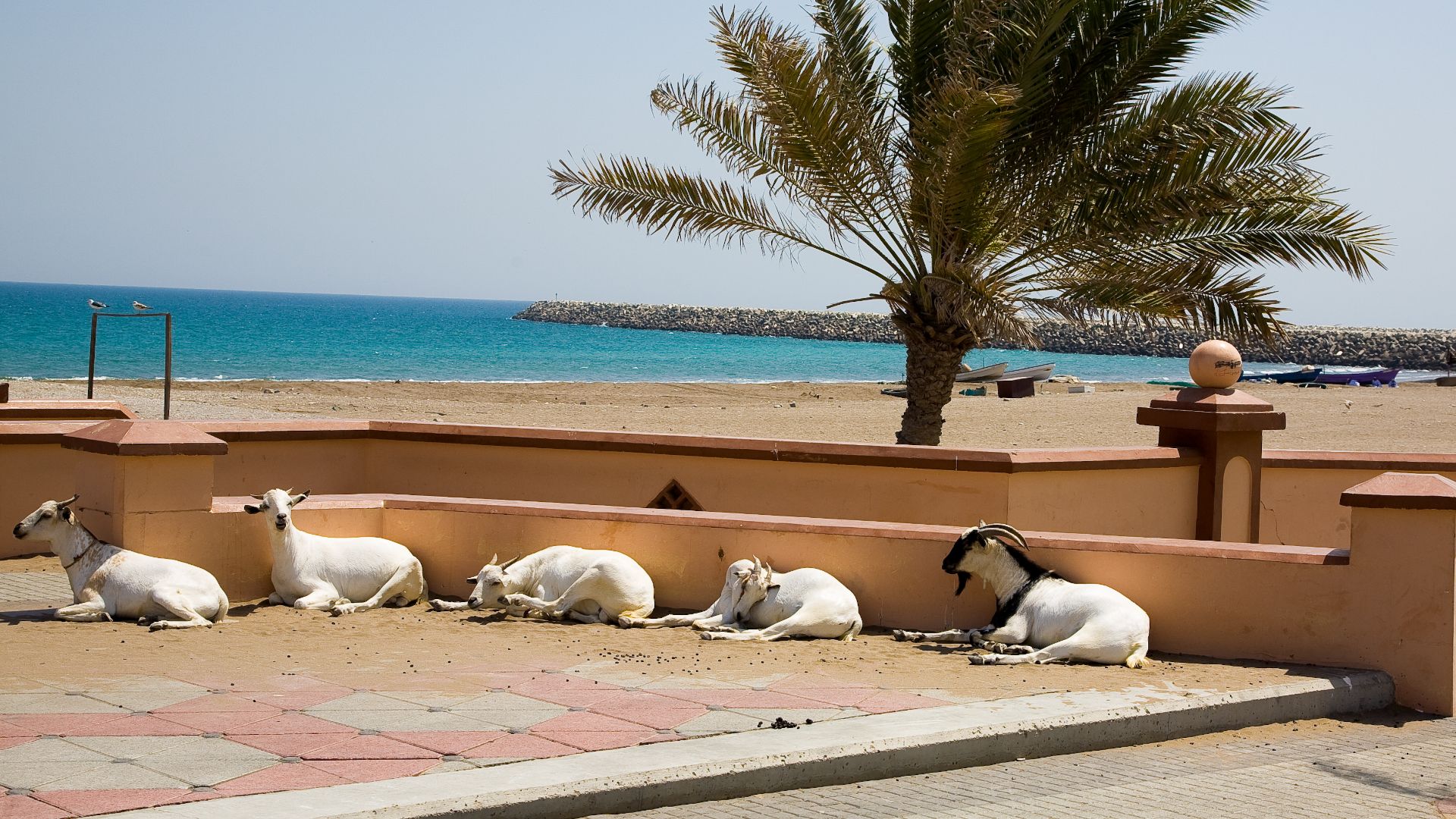 File:Qurayyat (2).jpg