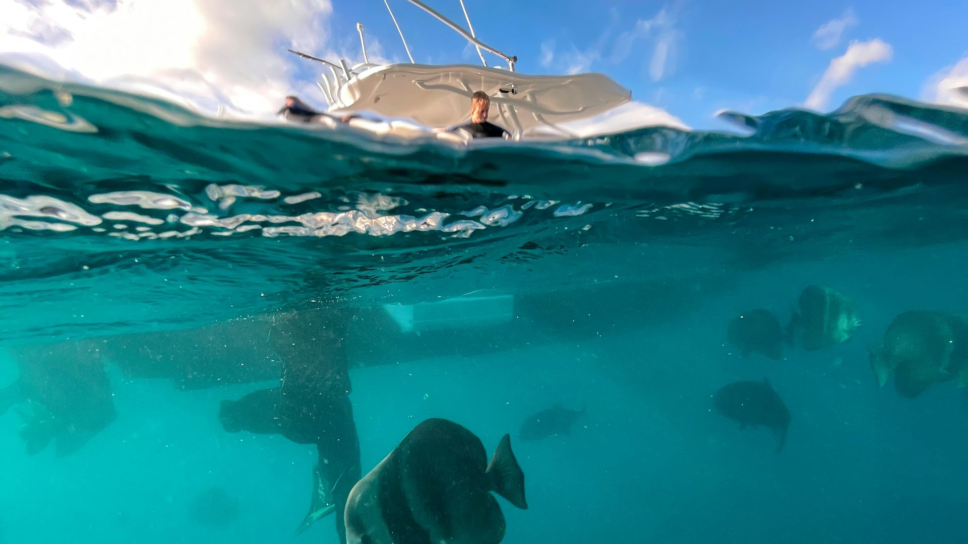 a group of fish swimming in the ocean