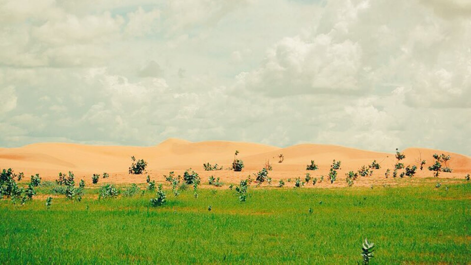 File:Oasis the Sahel in Yobe State Nigeria.jpg