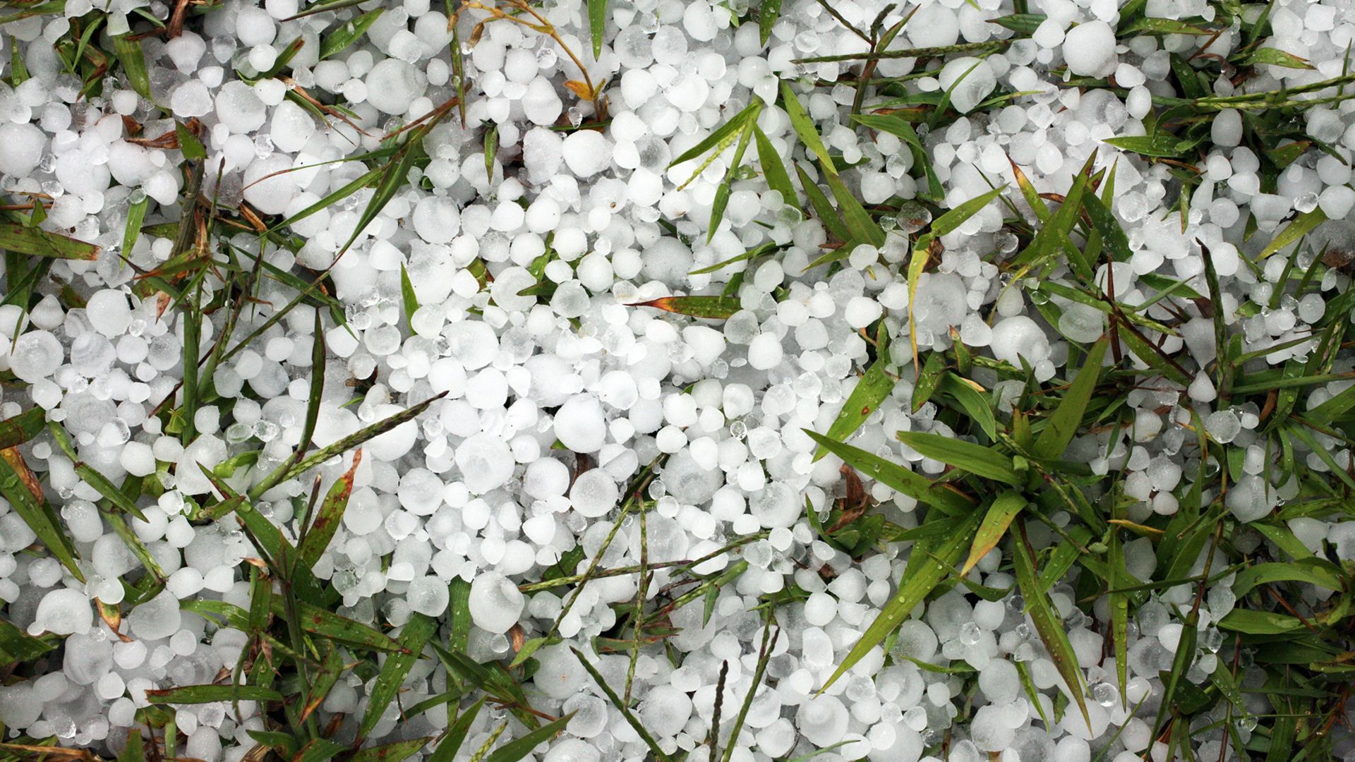 a close up of white flowers