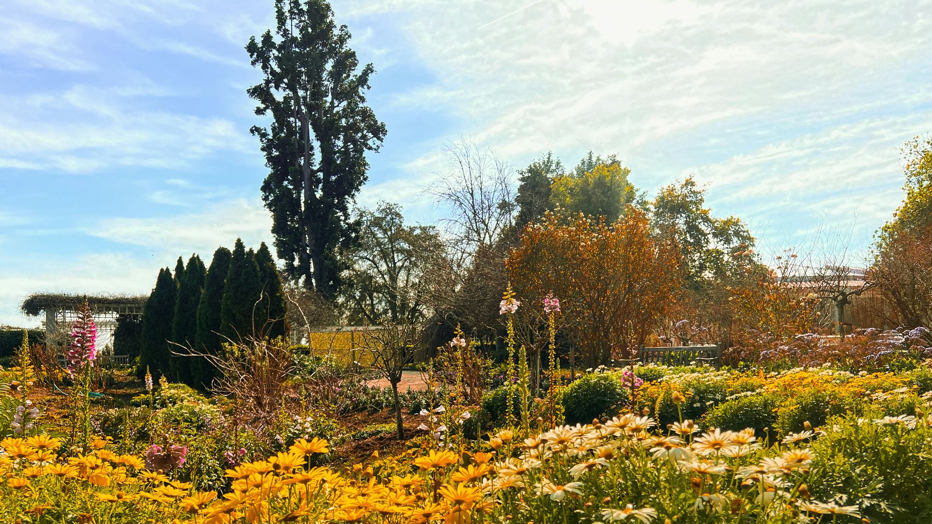a field full of yellow and white flowers under a blue sky