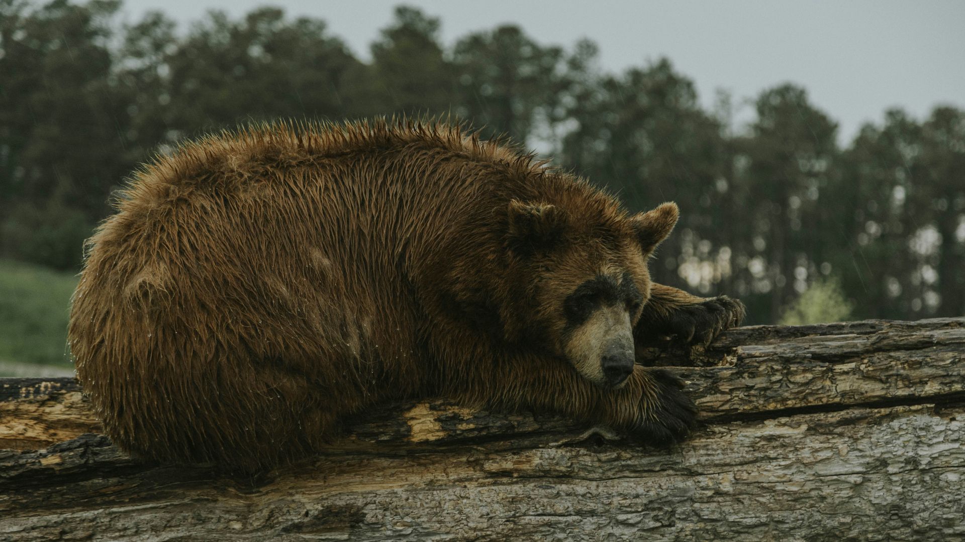 a brown bear laying on top of a log