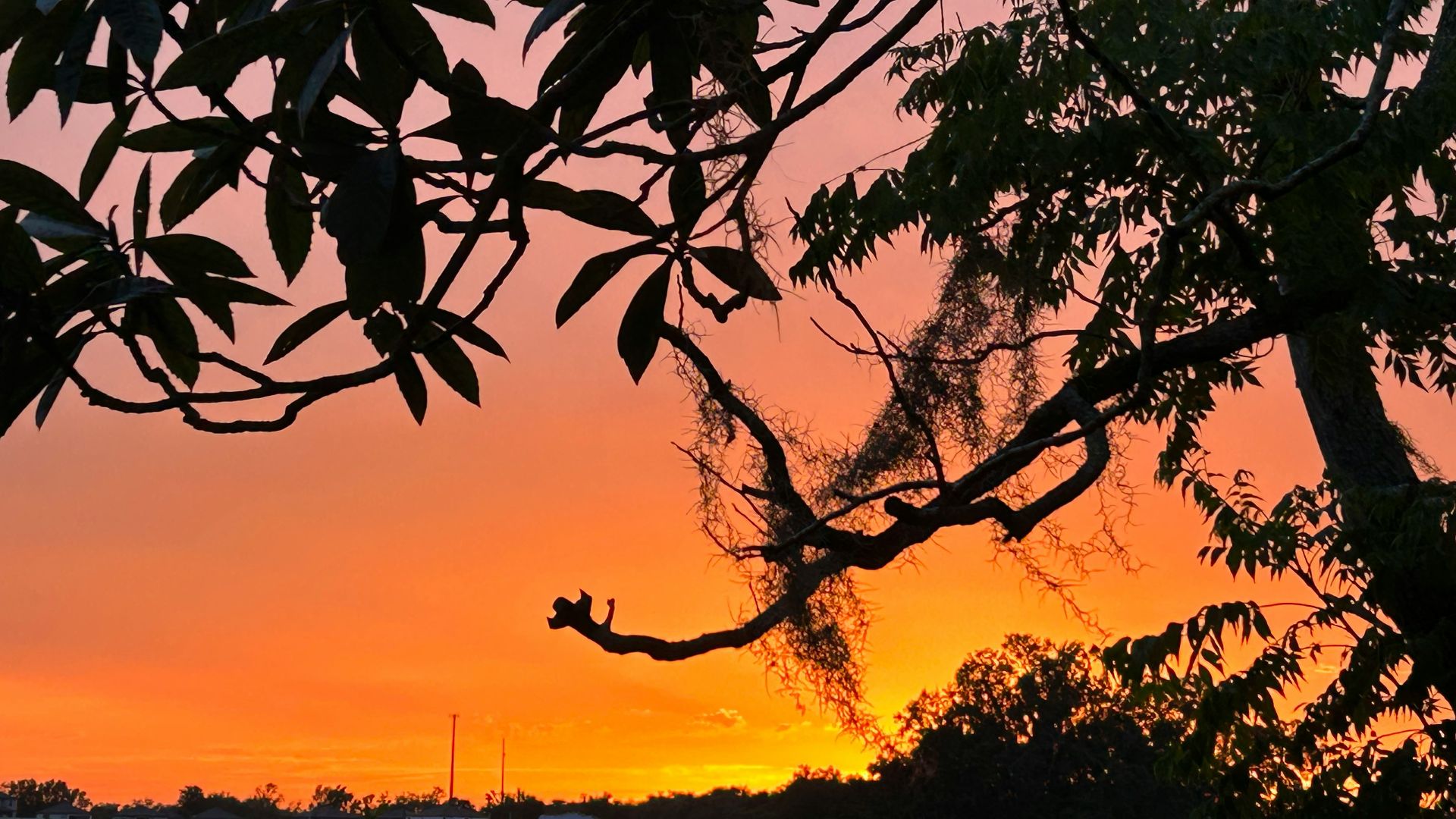 the sun is setting behind the tree branches