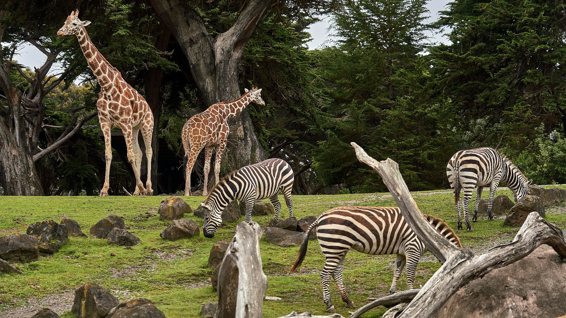 two giraffe and three zebra on green grass field under trees at daytime
