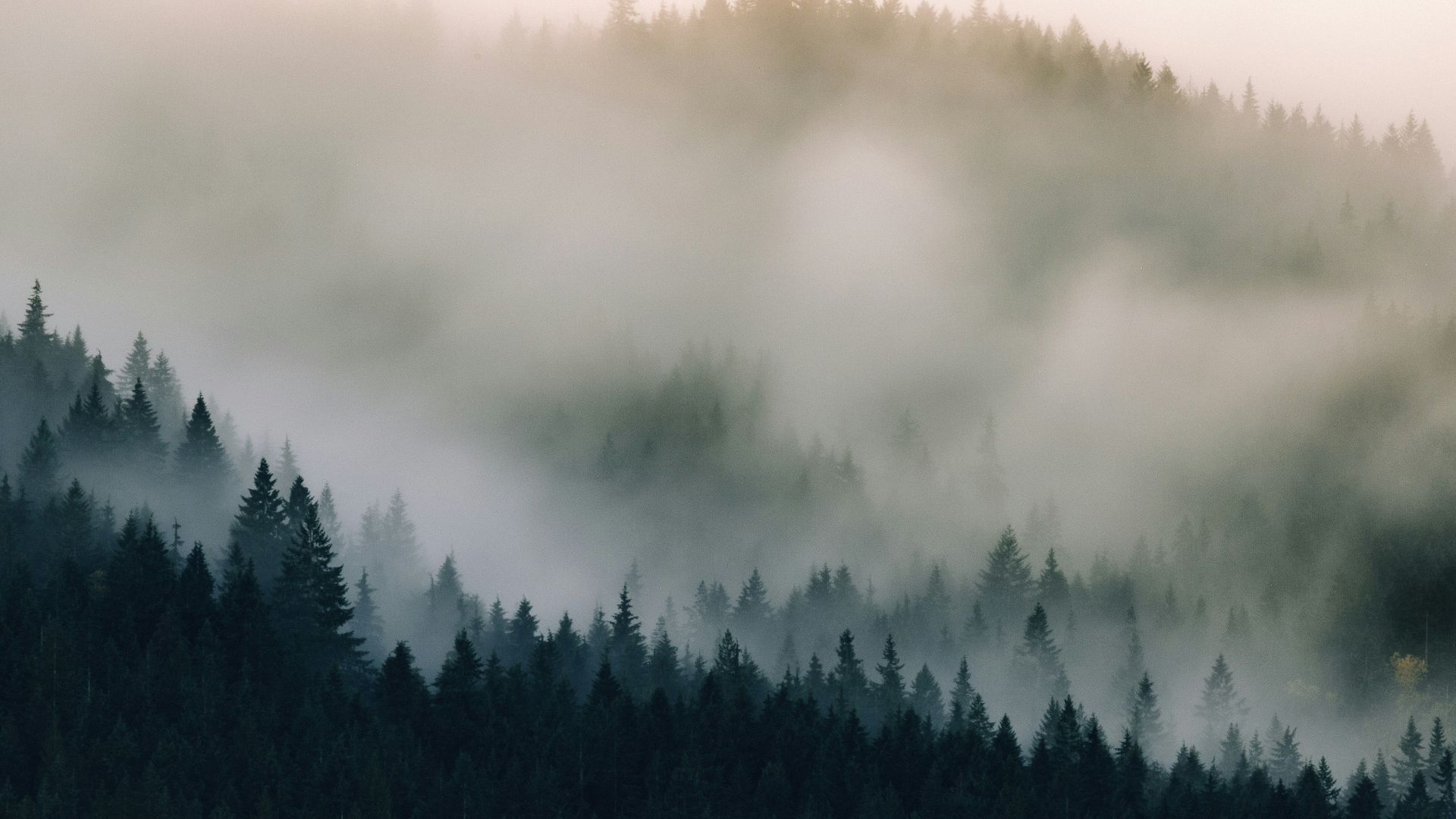 forest covered with fogs
