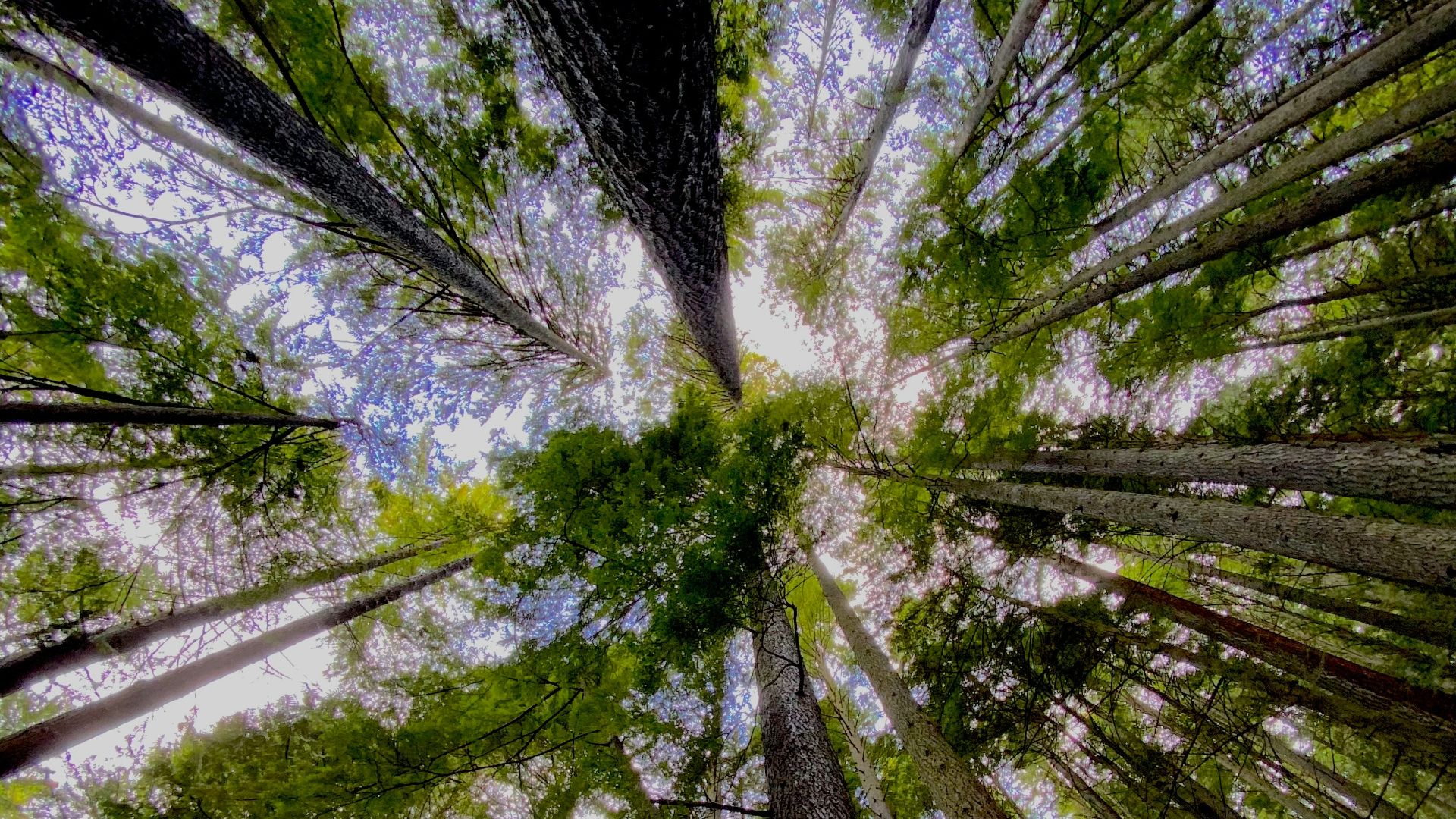 looking up at a tall tree in a forest