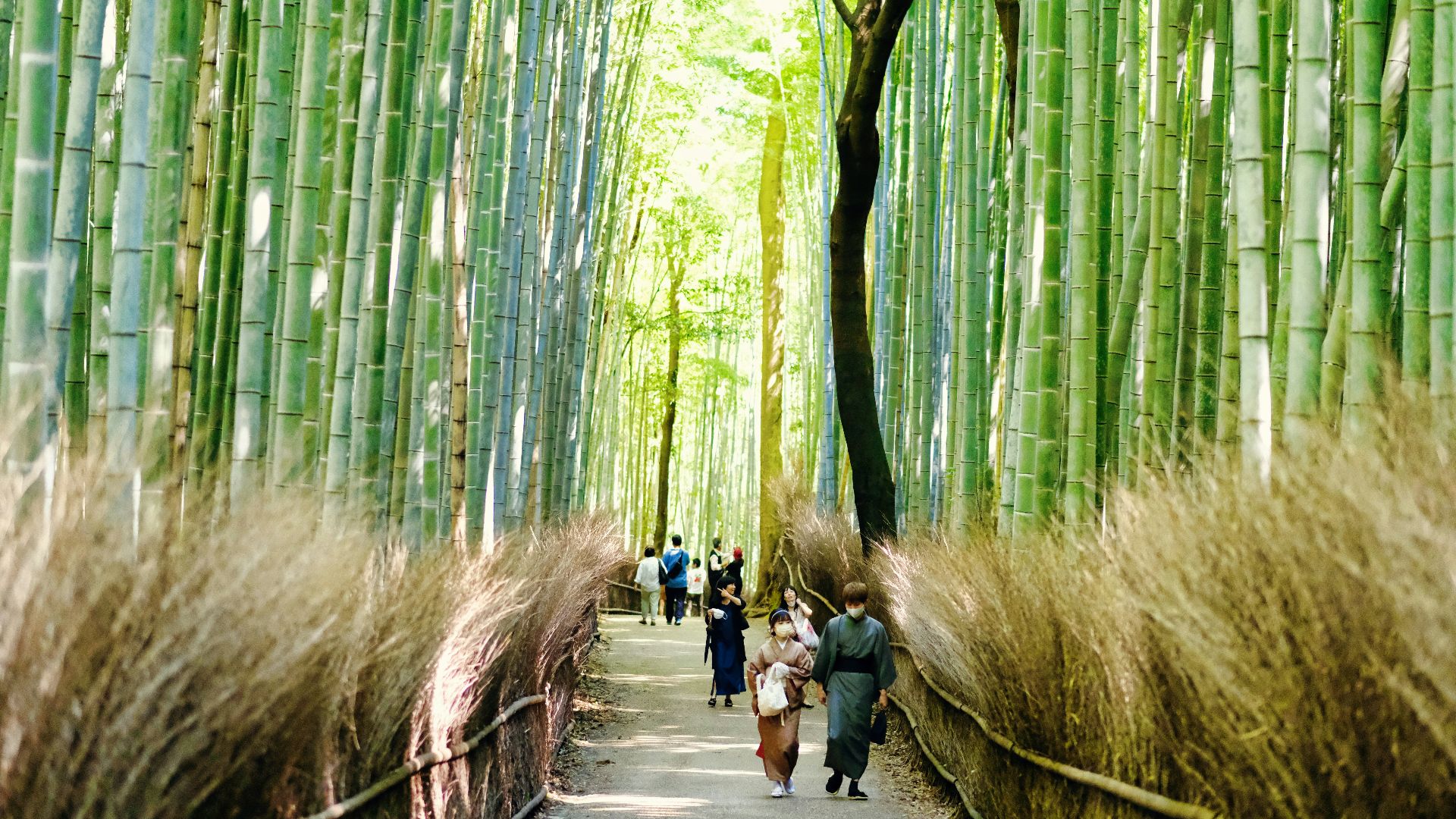 a group of people walking through a bamboo forest