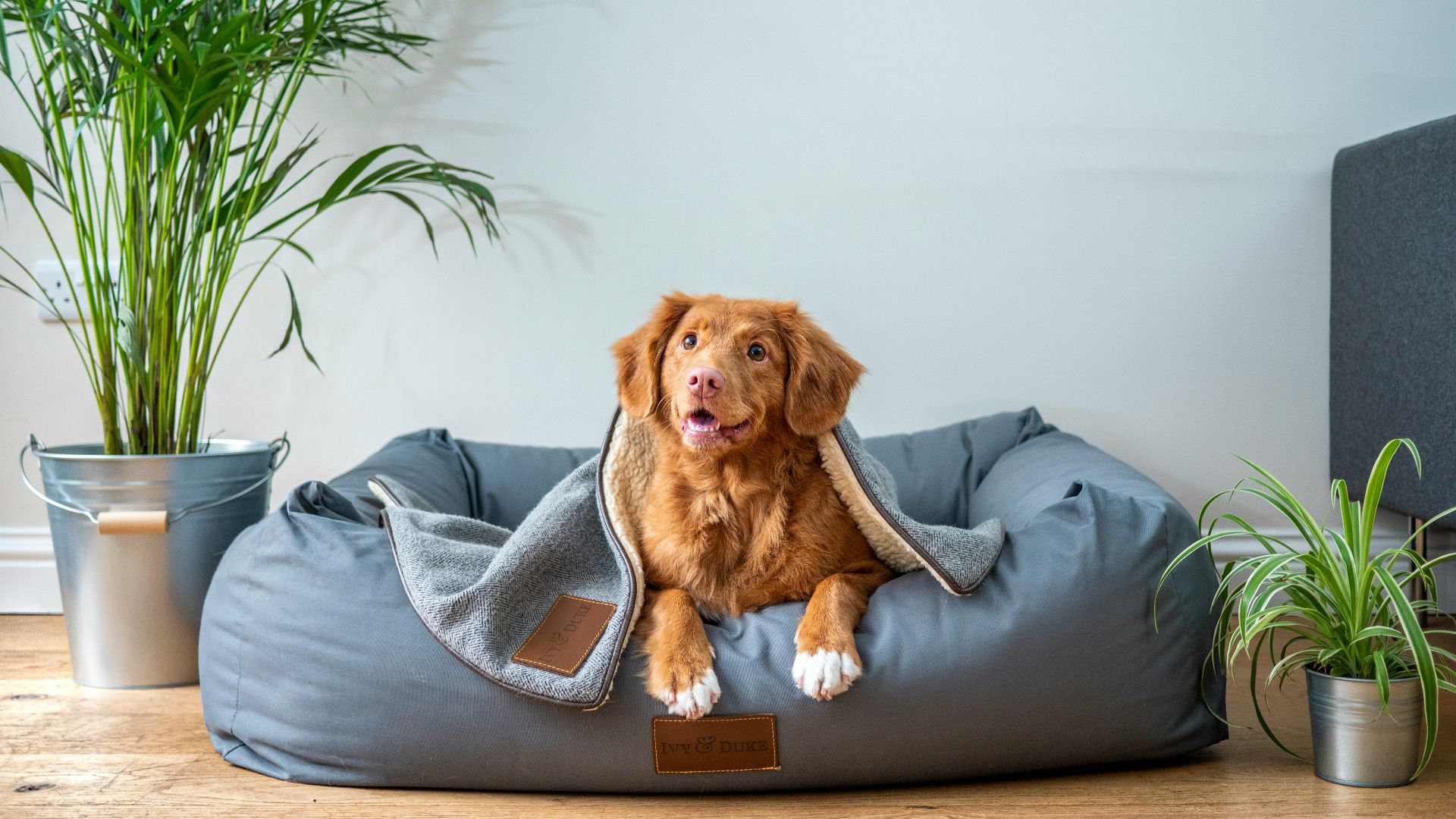 brown short coated dog on gray couch