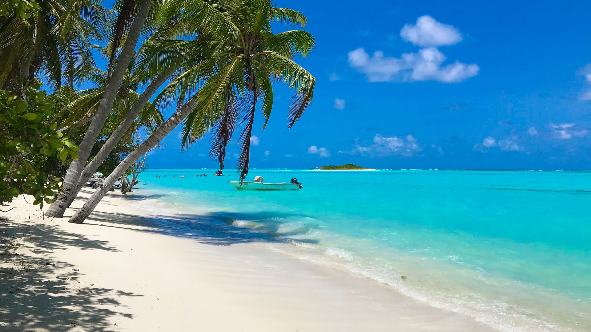 green palm tree on white sand beach during daytime
