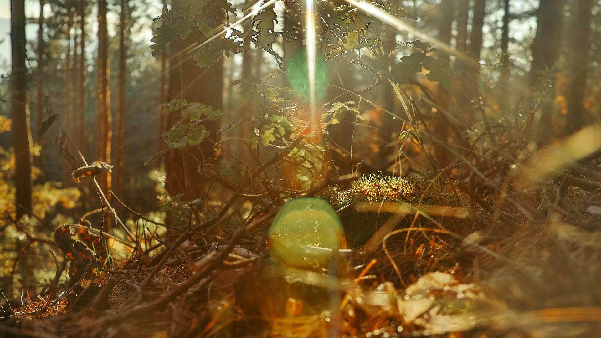 green apple fruit on brown dried leaves