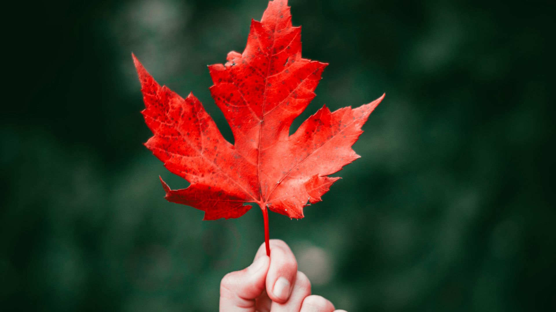 person holding maple leaf