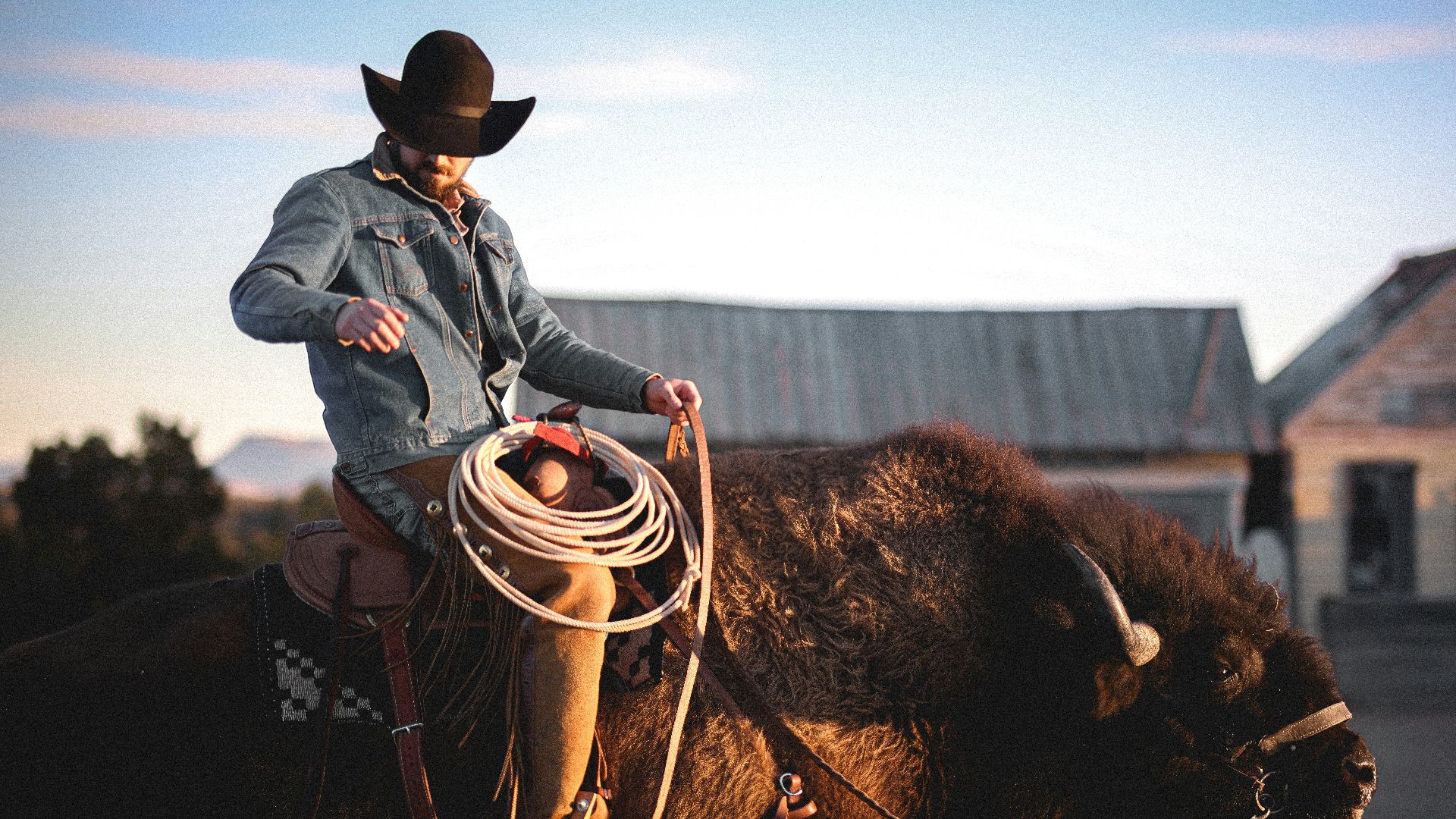 Cowboy rides a buffalo in front of a building.