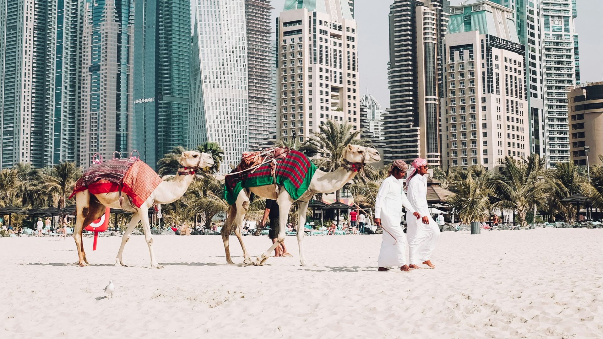 camels on beach sands