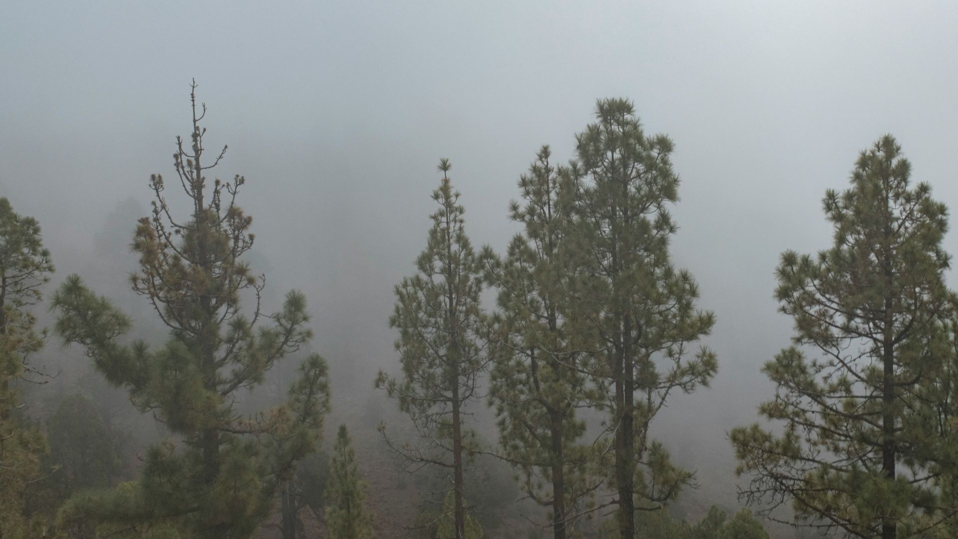 a group of pine trees on a foggy day