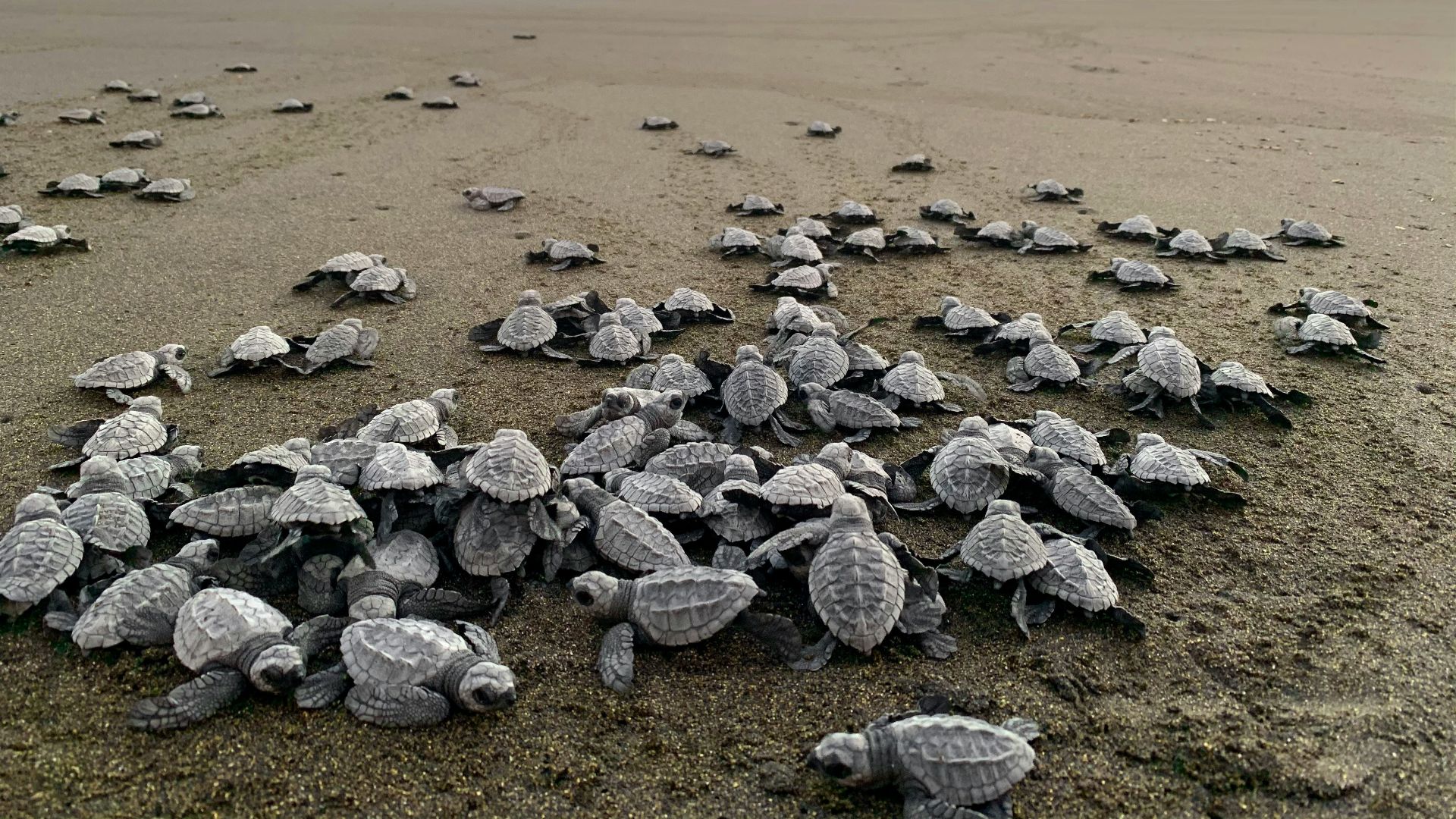 a bunch of baby turtles are on the beach
