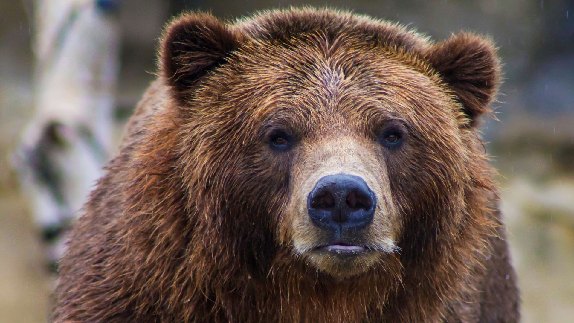 shallow focus photo of brown grizzly bear