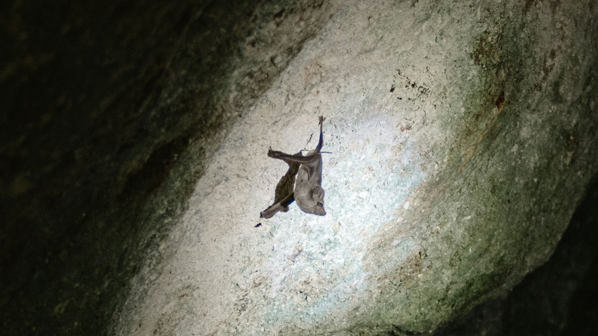 A bat hangs from a rock wall in darkness.