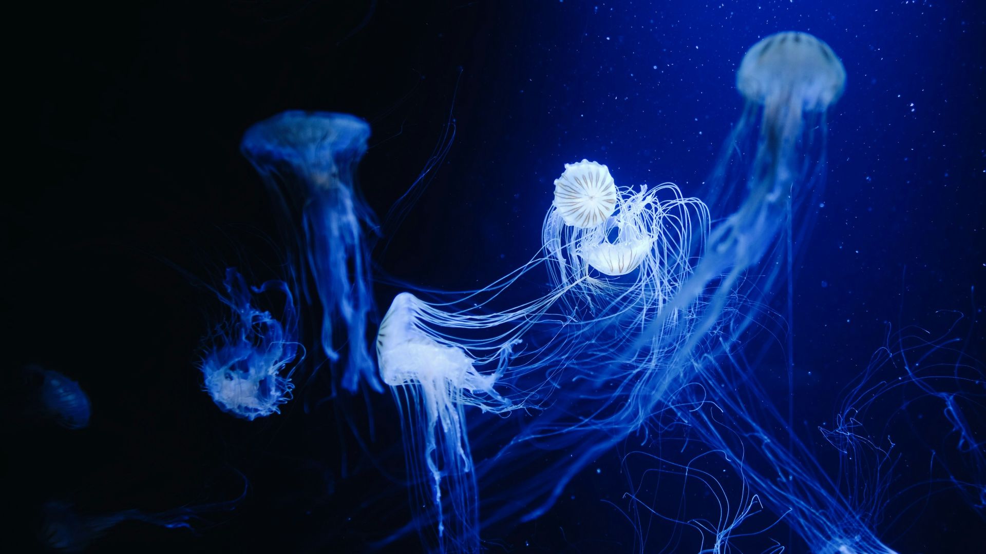 blue and white jellyfish in water