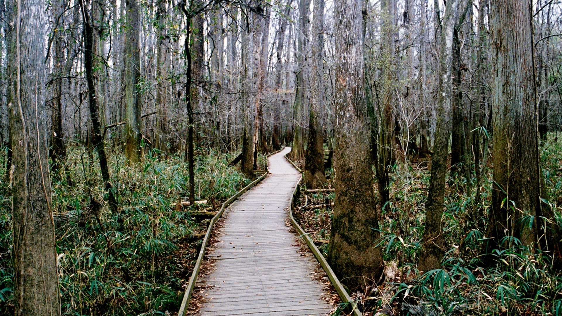 File:Congaree National Park is located in South Carolina and was added to the Network in 2020. During the Civil War, the floodplain (6697d8d3-80a5-4c87-8624-697c3c21ce72).jpg