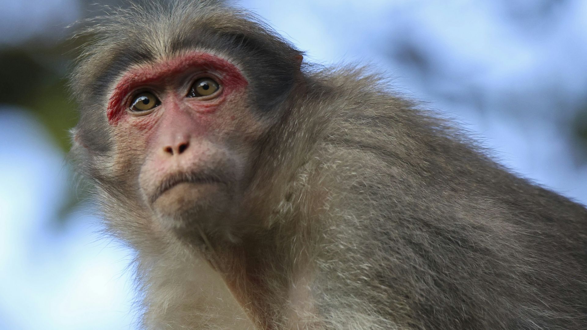 A monkey is looking directly at the viewer.