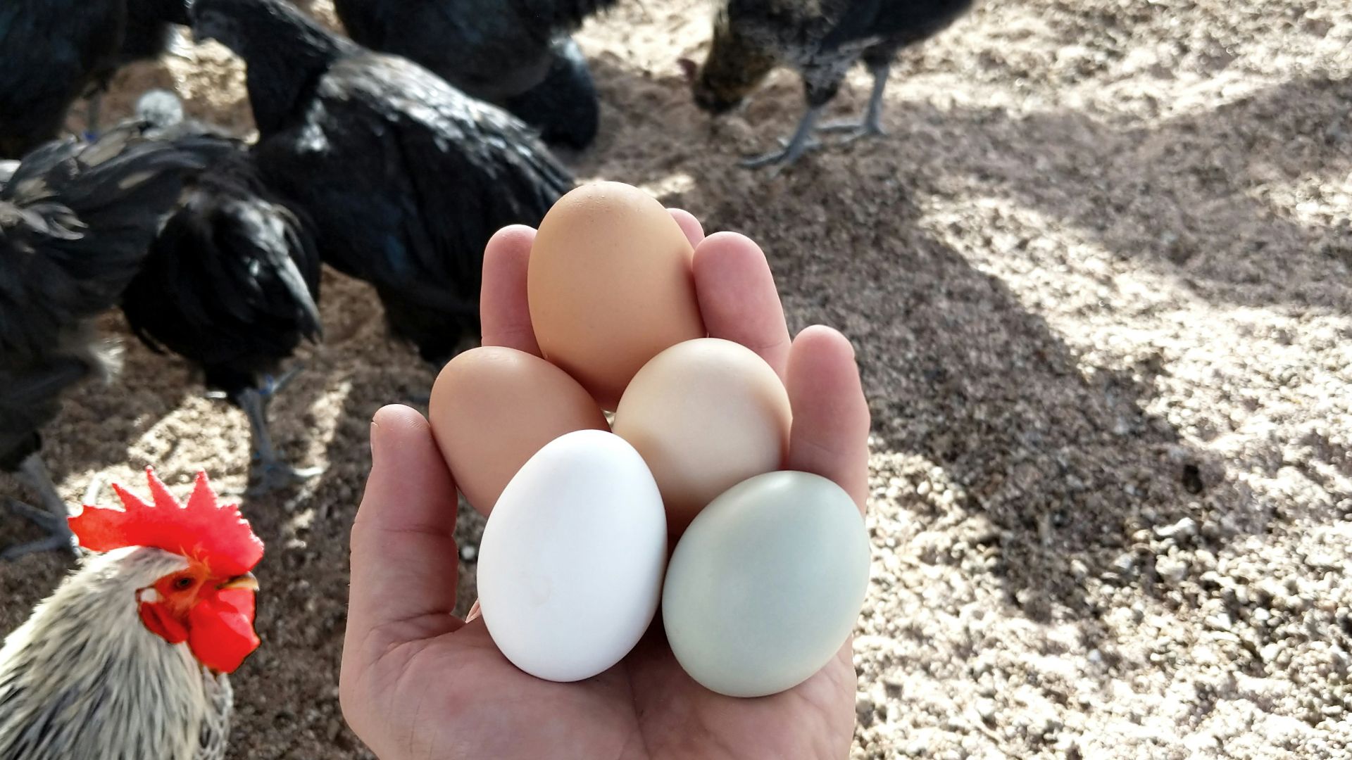 person clutching five eggs by chickens