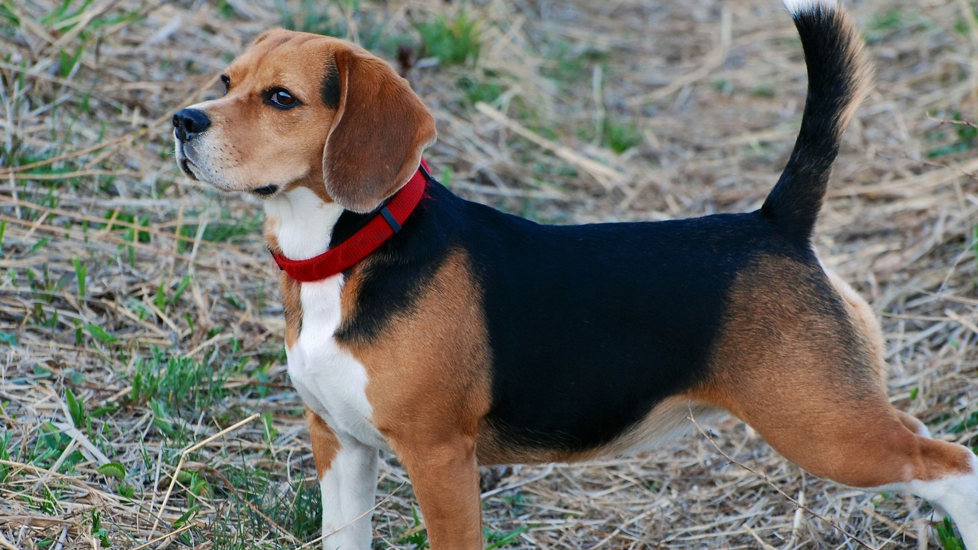 a beagle dog standing in a field of grass