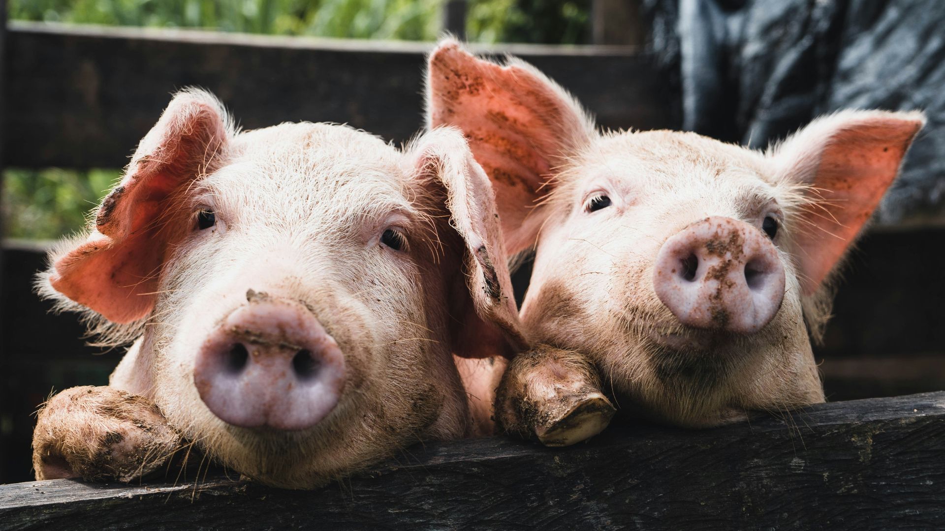 a couple of pigs that are laying down