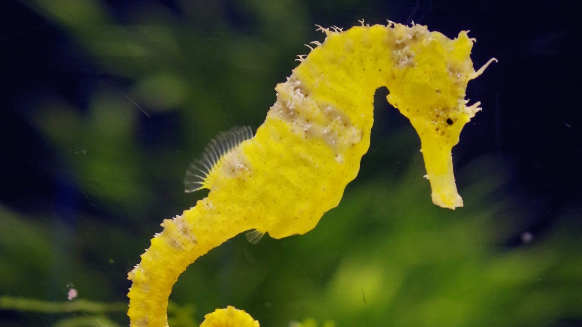 yellow and white fish in water