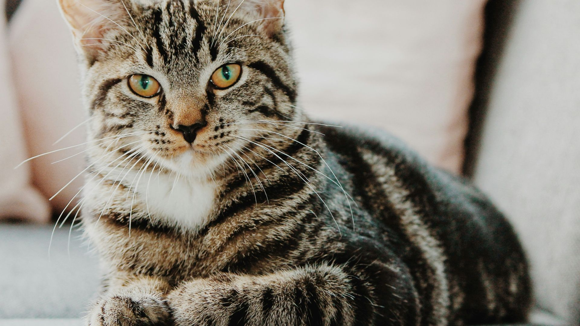 selective focus photo of gray tabby cat