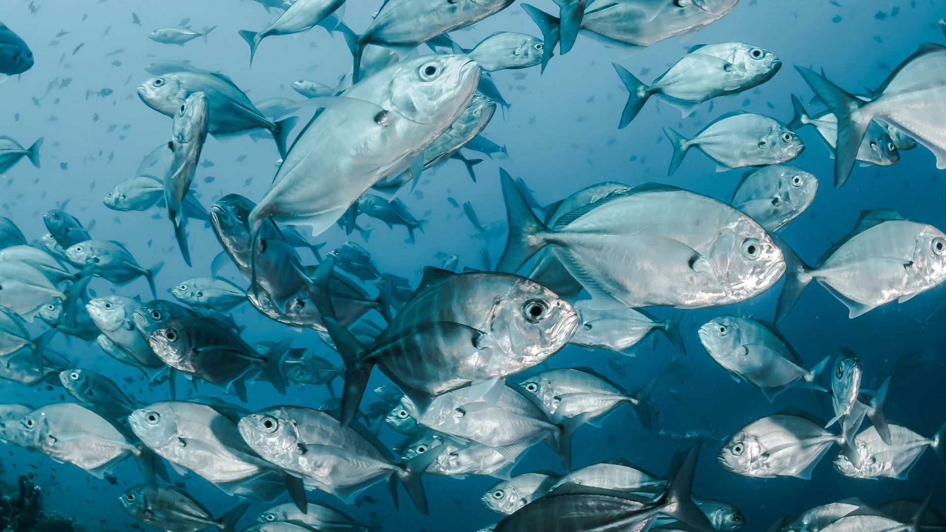 silver fishes underwater
