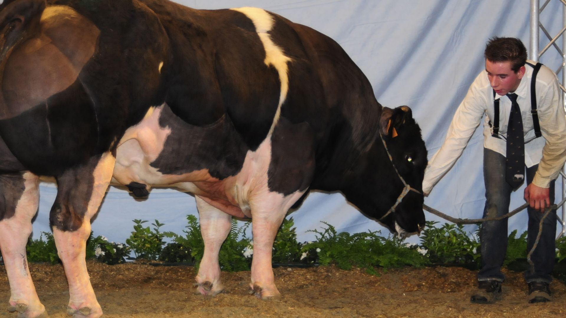 File:Kamp- Bambino vd ijzer copy.jpg